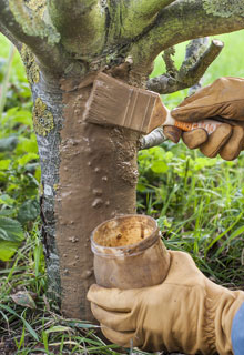 Badigeonner les arbres fruitiers