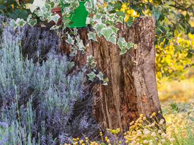 planter un arbre a cote d'une souche