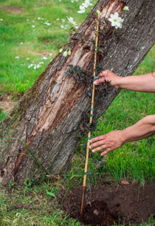 planter un arbre a cote d'une souche