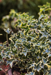 Camoufler une souche encombrante