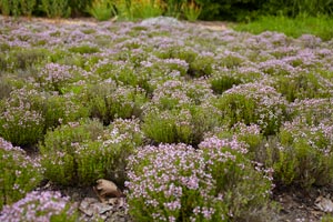 Choisir des plantes mellifres