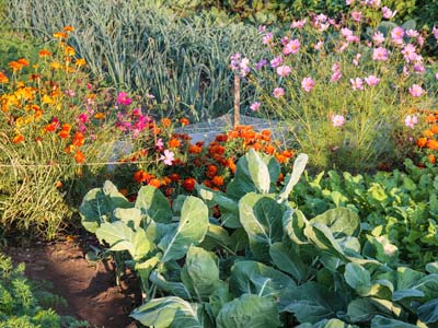 Le compagnonnage des lgumes, des mariages pour mieux rcolter !