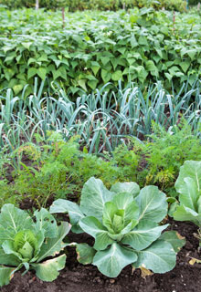 Le compagnonnage des lgumes, des mariages pour mieux rcolter !