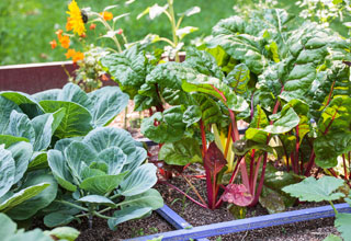 Le compagnonnage des lgumes, des mariages pour mieux rcolter !