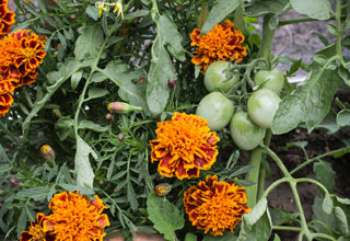 Le compagnonnage des lgumes, des mariages pour mieux rcolter !