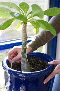 Nourrir ses plantes sur mesure