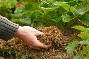 Le paillage des plantations