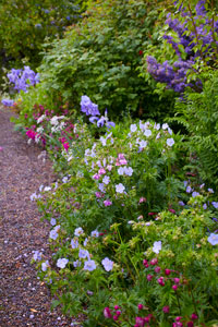 Que planter dans un massif de fleurs