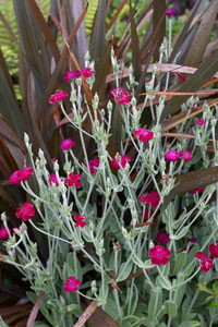 Que planter dans un massif de fleurs