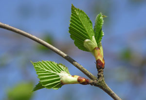 tailler une plante