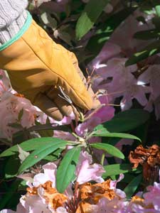 El crecimiento de una planta