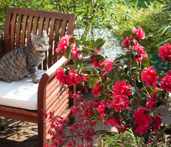 Comment avoir de beaux camelias en pot