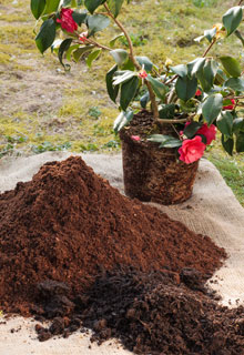 Comment avoir de beaux camelias en pot