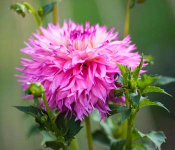 Comment avoir de beaux dahlias en pot