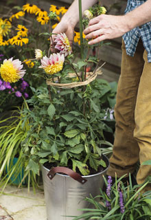 Comment avoir de beaux dahlias en pot