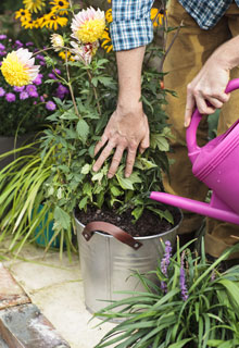 Comment avoir de beaux dahlias en pot