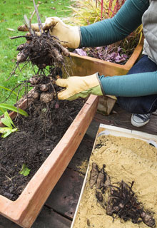 Comment avoir de beaux dahlias en pot