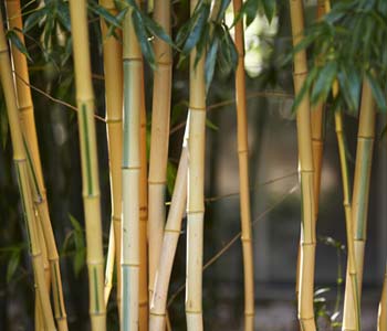 Cultiver un bambou en pot