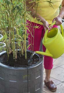 Cultiver un bambou en pot