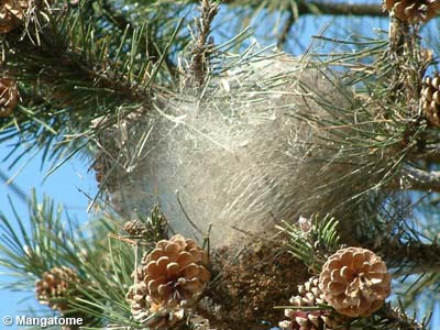 La chenille processionnaire du pin - Taumetopoea pityocampa