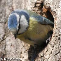 La chenille processionnaire du pin - Taumetopoea pityocampa