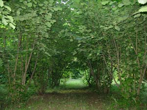 Planting density of truffle trees