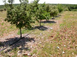 Densidade de plantao das plantas trufeiras