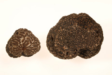 Tuber melanosporum  Truffe du Prigord