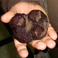 Les différentes variétés de truffe - Comptoir des Truffes