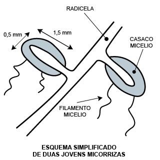 esquema simplificado de duas jovens micorrizas