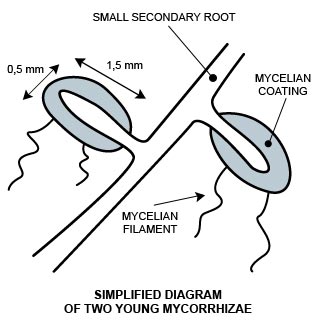 schema simplifi de deux  mycorhizes jeunes
