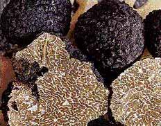 Tuber uncinatum  Bourgogne Truffle