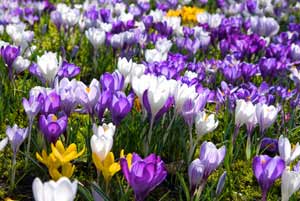 Plants with bulbs