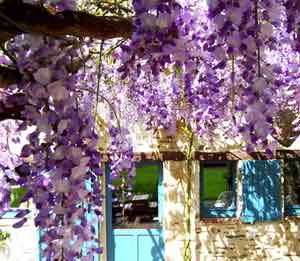 Creepers or climbing plants