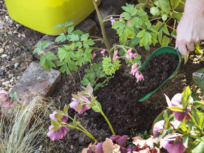 Encourager les fleurs vivaces au printemps