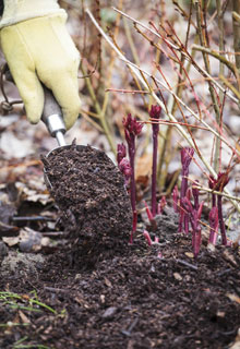 Encourager les fleurs vivaces au printemps