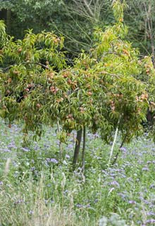 Les engrais verts: bien plus qu'un engrais !