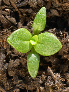 Les plantules de mauvaise herbe apparaissent en quelques jours. Ici, le mouron, habitu des potagers.