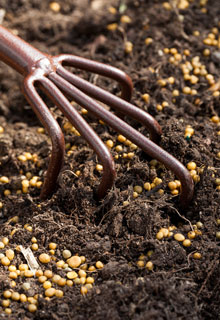 Fertiliser une haie