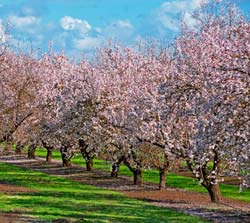 Varied trees, ensured harvest