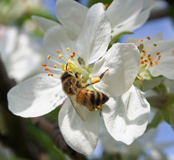 Fleurs et pollen