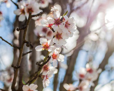 Pour qu'un arbre fruitier donne