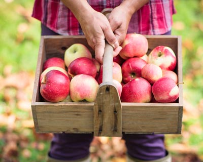 Pour qu'un arbre fruitier donne