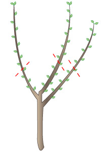 Taille des arbres fruitiers