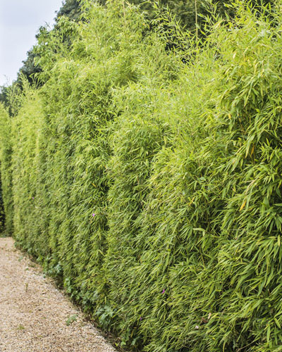 Plantation d'une haie de bambou