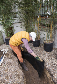 Plantation d'une haie de bambou