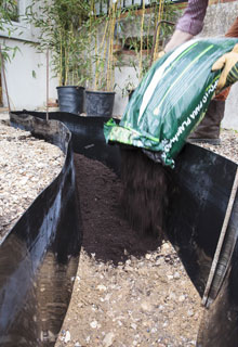 planter une haie de bambou