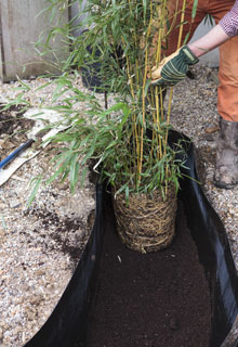 planter une haie de bambou