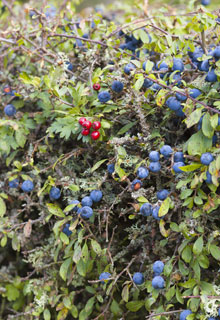 Une haie fruitire sauvage