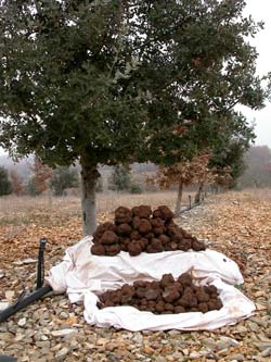 The history of Black Truffle growing